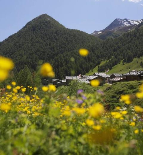 landschaft-bergdorf-blumen